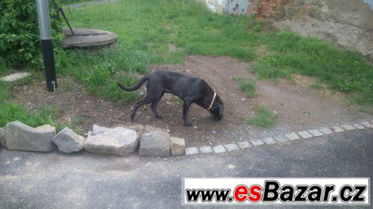 Prodám fenu Cane corzo – fotografie 2