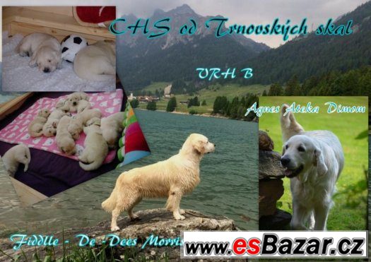 Golden retriever - s PP – fotografie 1