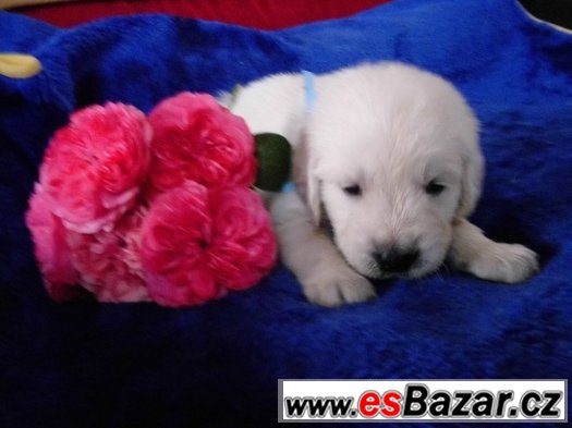 Golden retriever - s PP – fotografie 2