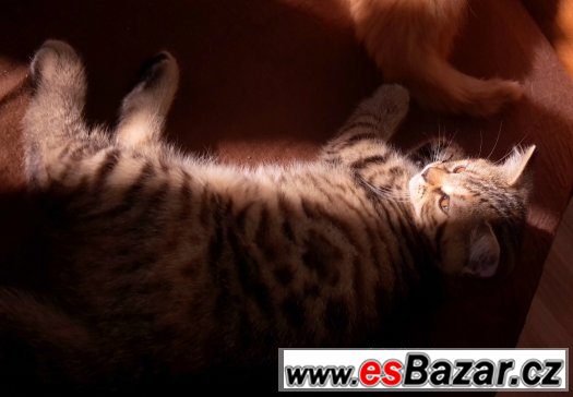 3 měsíční kotě poloviční britka – fotografie 3