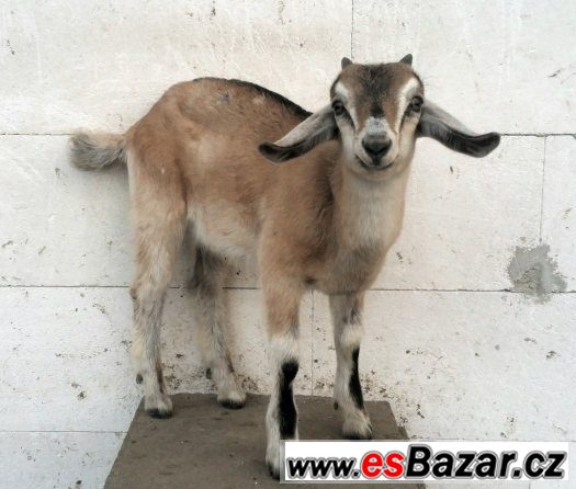 50 % AN kozlik – fotografie 1