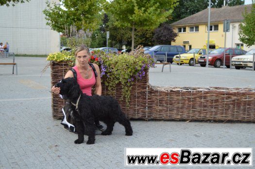 BRIARD-poslední dvě černé fenky – fotografie 1