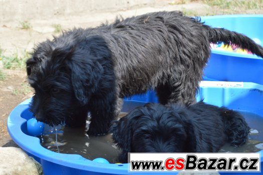 BRIARD-poslední dvě černé fenky – fotografie 3