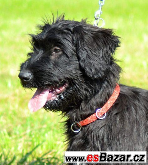 briard- poslední černá fenka – fotografie 1