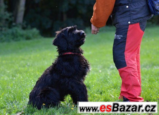 briard- poslední černá fenka – fotografie 3