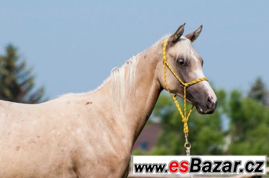 Appaloosa klisna – fotografie 4