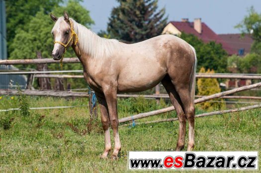 Appaloosa klisna – fotografie 5