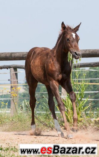Appaloosa klisna odstavče – fotografie 1