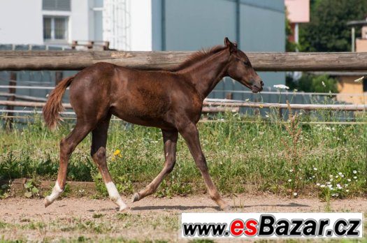 Appaloosa klisna odstavče – fotografie 4