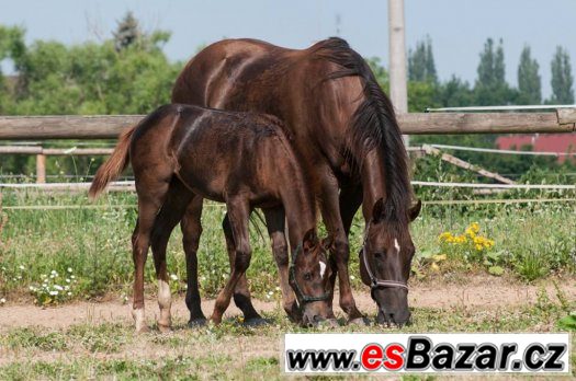 Appaloosa klisna odstavče – fotografie 5