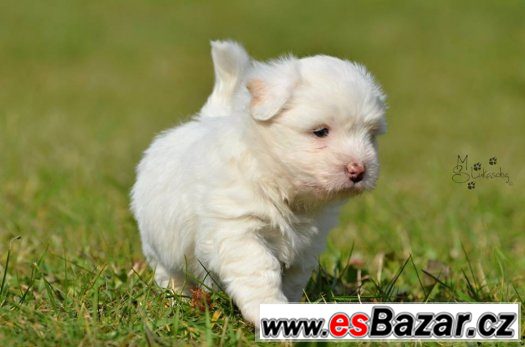 Štěňata Coton de Tuléar – fotografie 3