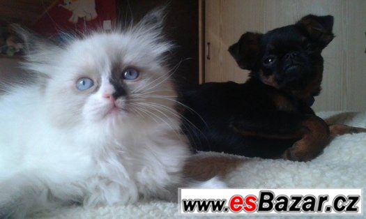 Ragdoll – fotografie 2