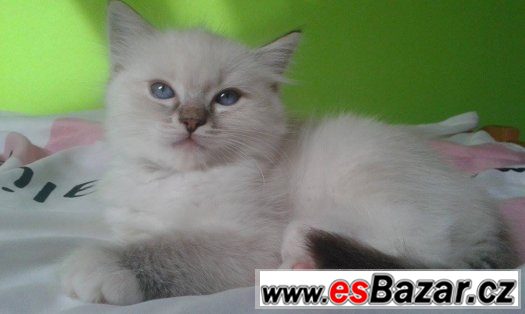 Ragdoll – fotografie 4