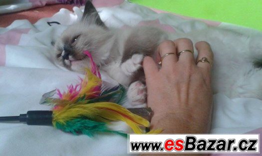 Ragdoll – fotografie 5