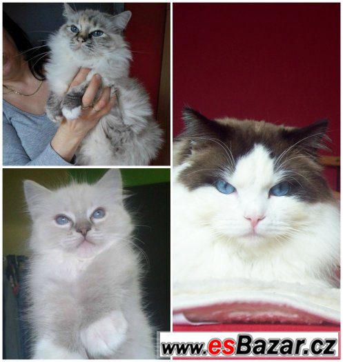 Ragdoll kotě s PP – fotografie 1