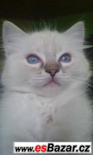 Ragdoll kotě s PP – fotografie 3