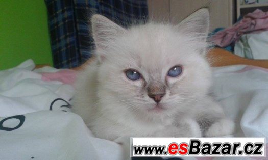 Ragdoll kotě s PP – fotografie 5
