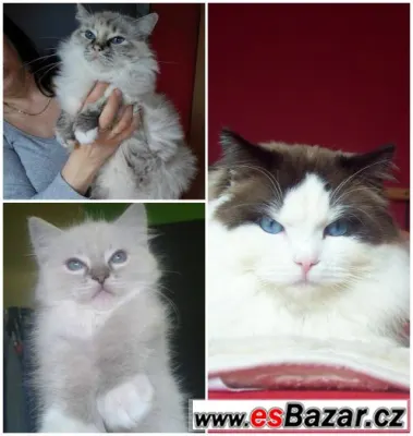 Ragdoll kotě s PP