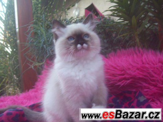 Ragdoll kotě – fotografie 4
