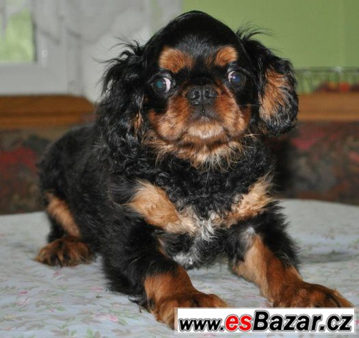 King charles španěl – fotografie 1