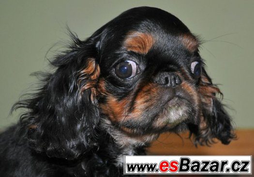 King charles španěl – fotografie 4