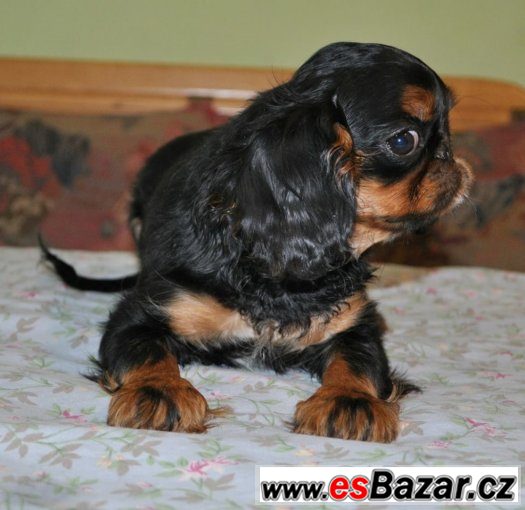 King charles španěl – fotografie 5