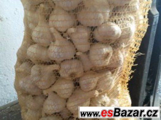prodám česnek – fotografie 2