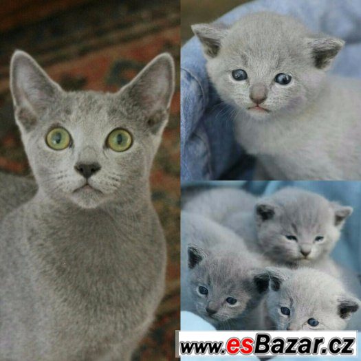 Ruska modra kotatka s PP – fotografie 4