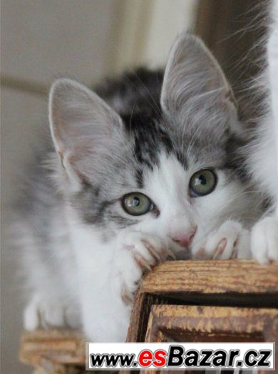 Turecka Angora -  stribriti kocourci s PP – fotografie 1
