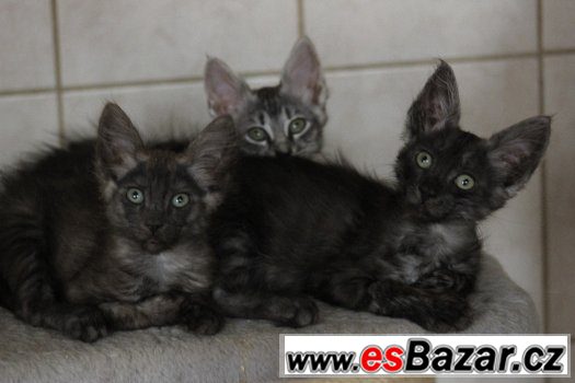 Turecka Angora - kotatka s PP – fotografie 3