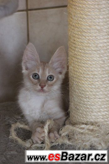 Turecka Angora - kotatka s PP – fotografie 4