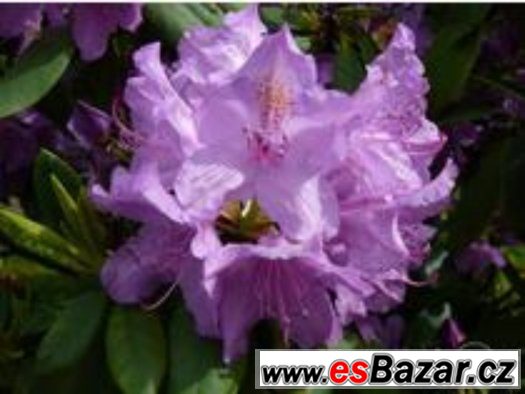 rododendron – fotografie 2