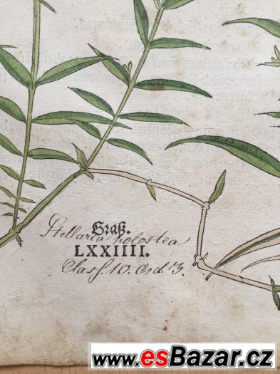 r. 1543, originál  list ze světově prvního herbáře,,Fuchs,, – fotografie 2