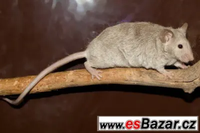 prodám barevné myšky