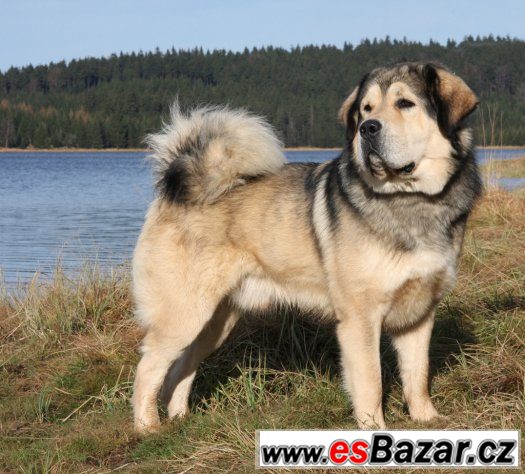 Tibetská doga štěňata s PP 2015/2016 – fotografie 5
