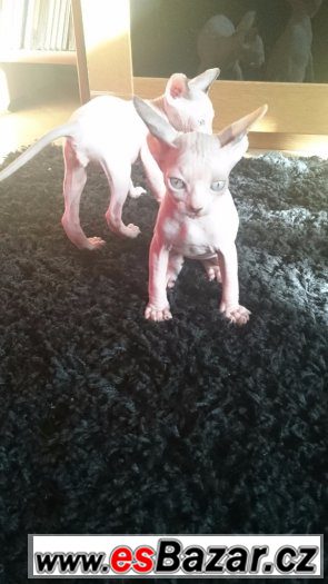 Sphynx – fotografie 1