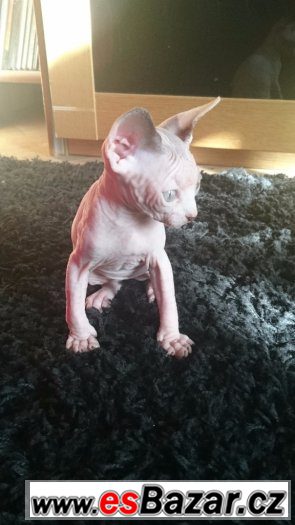 Sphynx – fotografie 2