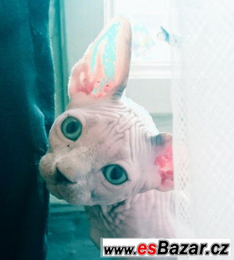 Sphynx kanadský – fotografie 1
