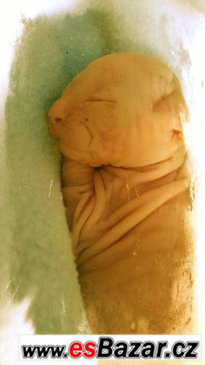 Sphynx kanadský – fotografie 2