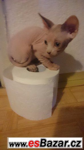 Sphynx kanadský – fotografie 3