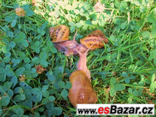 šnek  Helix Aspersa Maxima ihned k prodeji – fotografie 3
