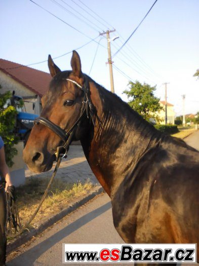 prodám hřebce ČT – fotografie 5