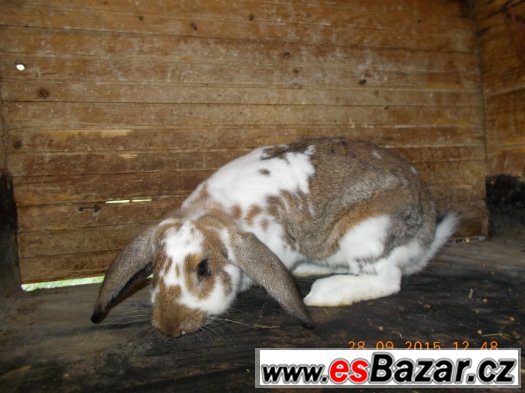 Chovní králíci - samci strakáč/beran,8 měs. – fotografie 1