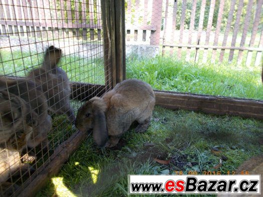 Chovní králíci - samci strakáč/beran,8 měs. – fotografie 3