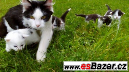 Daruji koťátka – fotografie 1
