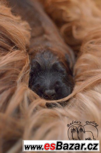 Briard - plavá štěňátka – fotografie 2