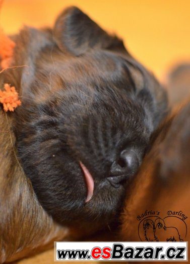 Briard - plavá štěňátka – fotografie 3