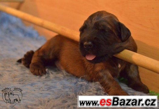 Briard - plavá štěňátka – fotografie 4