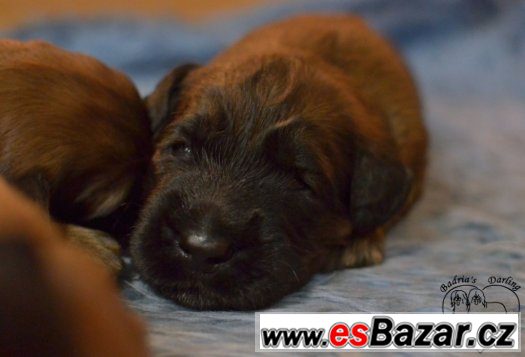 Briard - plavá štěňátka – fotografie 5