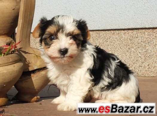 biewerjorkšírský terrier, biewer yorkshirre terrier, biewer – fotografie 1